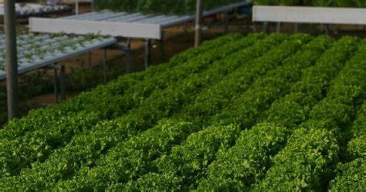 Who invented hydroponics?