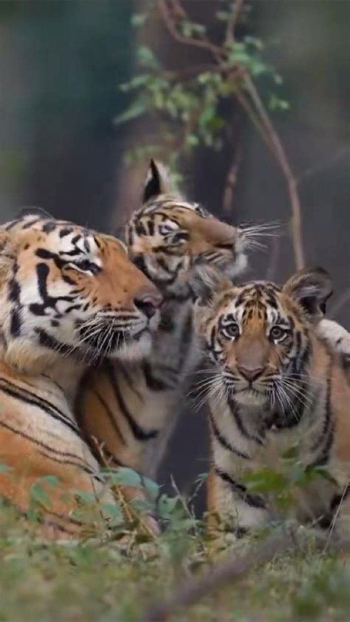 Who wrote Tiger Mom? | ContextResponse.com