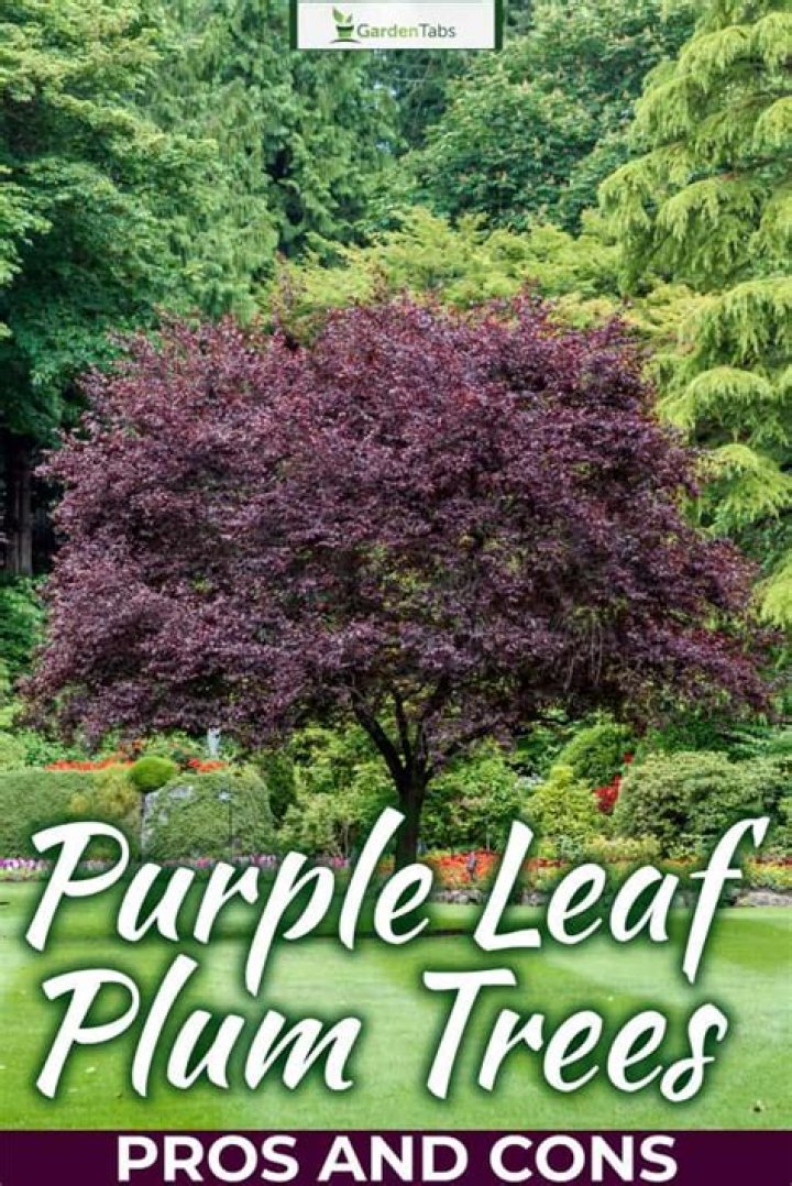 Why are plum tree leaves purple?