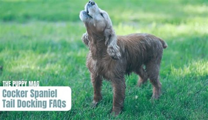 Why do cocker spaniels have docked tails?
