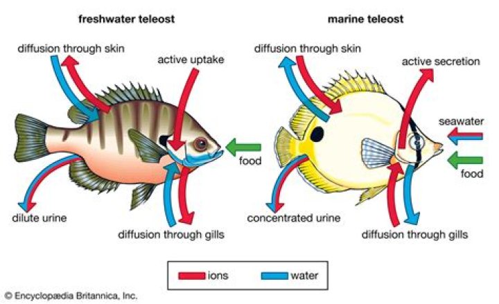 Why do fishes breathe faster than us?