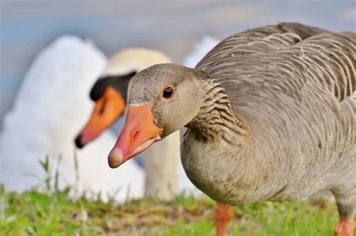 Why do geese abandon their eggs?