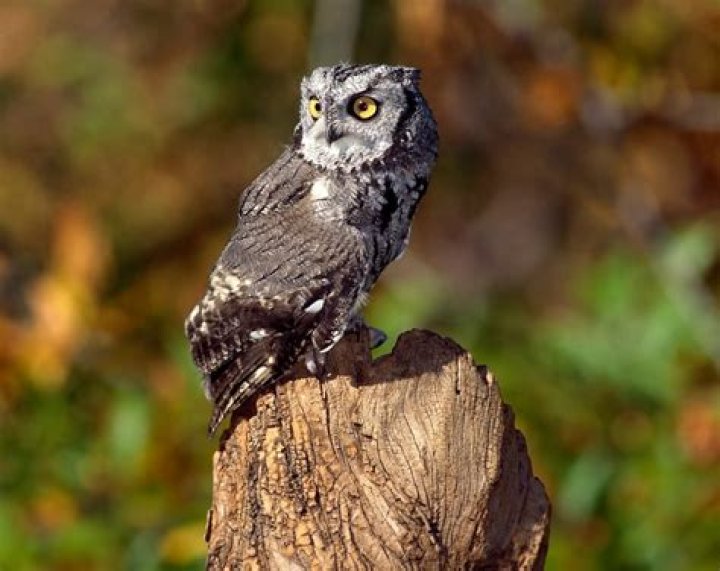 Why do owls screech instead of hooting?