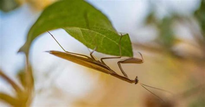 Why do praying mantis hang upside down?