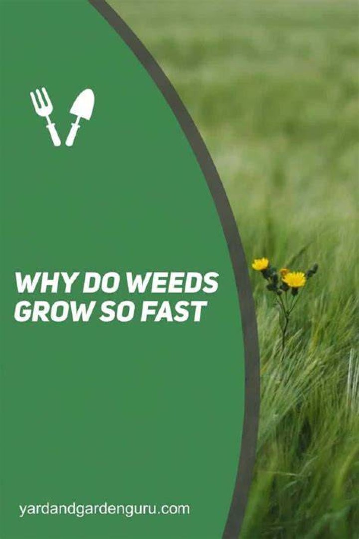 Why do weeds grow so fast?