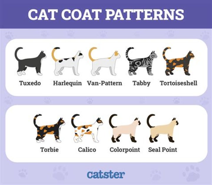 Why is a cat's coat important?