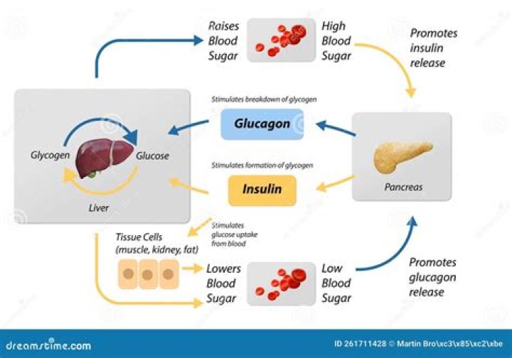 Why is glucose the main energy source?