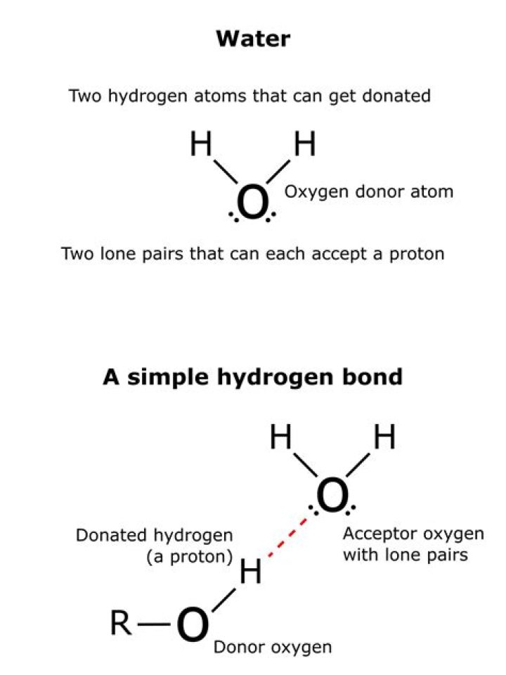 Why is hydrogen bonding important to water's properties?