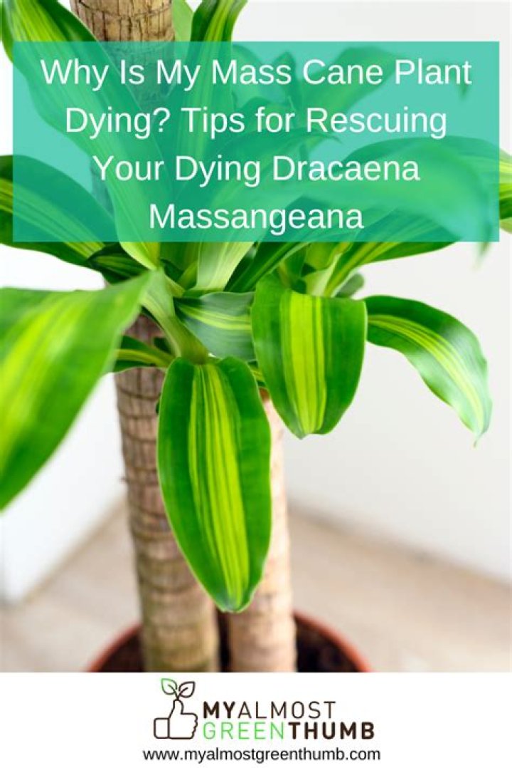 Why is my dracaena plant dying?