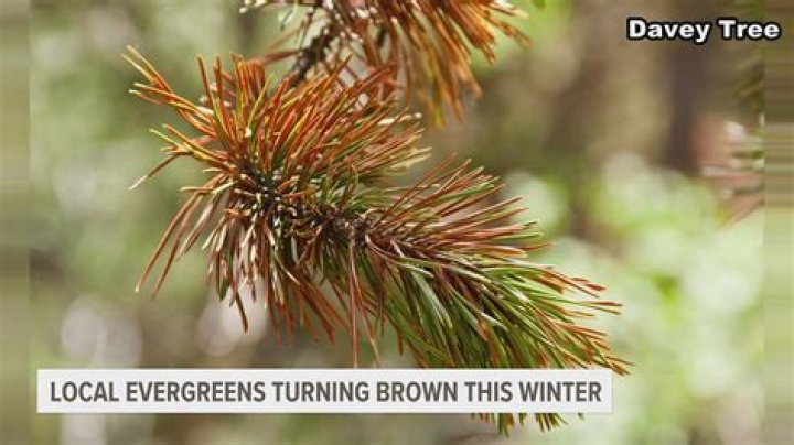 Why is my potted evergreen Brown?