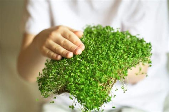 Why you should grow microgreens?