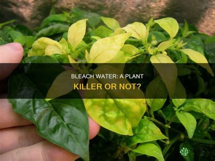 Will bleach in water kill plants?