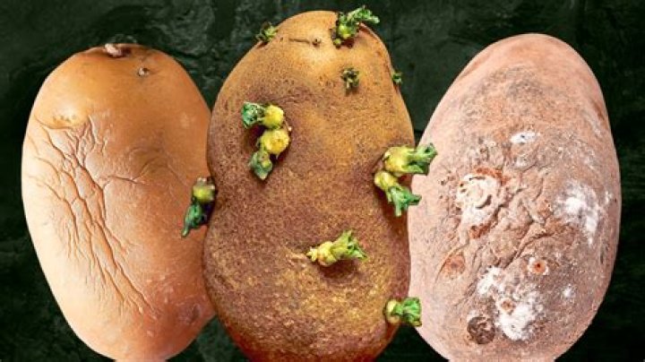Will potatoes rot if left in the ground?
